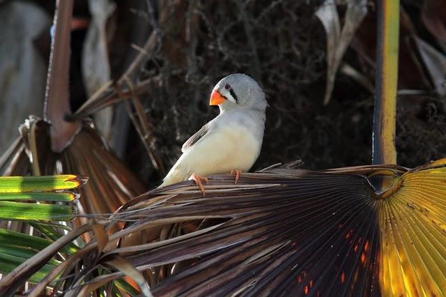DIAMANTE MANDARIN-TAENIOPYGIA GUTTATATA