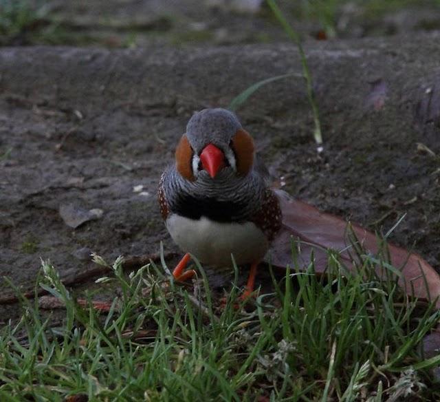DIAMANTE MANDARIN-TAENIOPYGIA GUTTATATA
