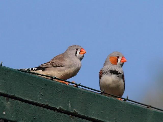 DIAMANTE MANDARIN-TAENIOPYGIA GUTTATATA