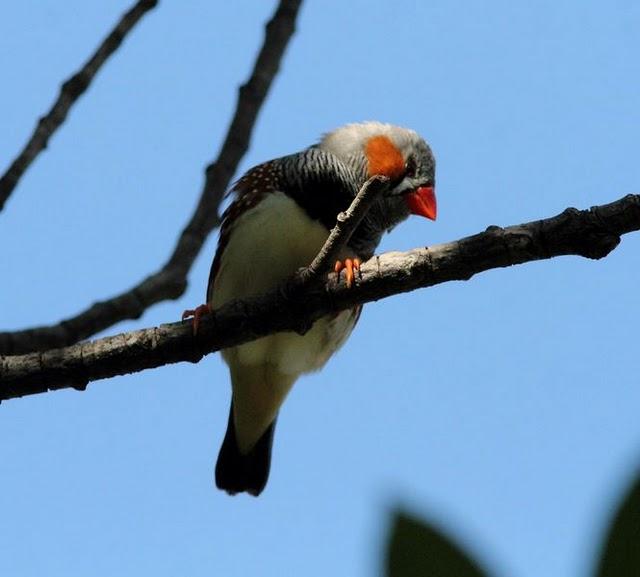 DIAMANTE MANDARIN-TAENIOPYGIA GUTTATATA
