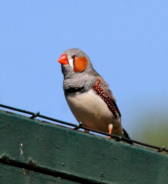 DIAMANTE MANDARIN-TAENIOPYGIA GUTTATATA