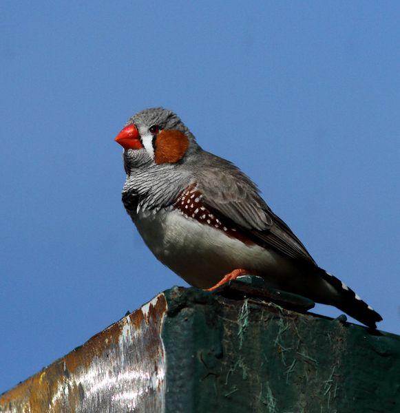 DIAMANTE MANDARIN-TAENIOPYGIA GUTTATATA