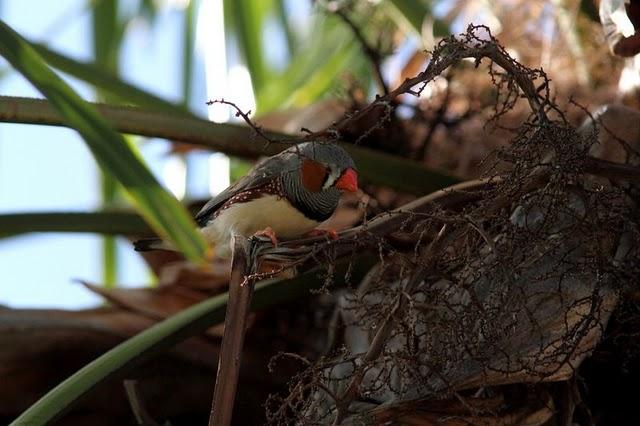 DIAMANTE MANDARIN-TAENIOPYGIA GUTTATATA