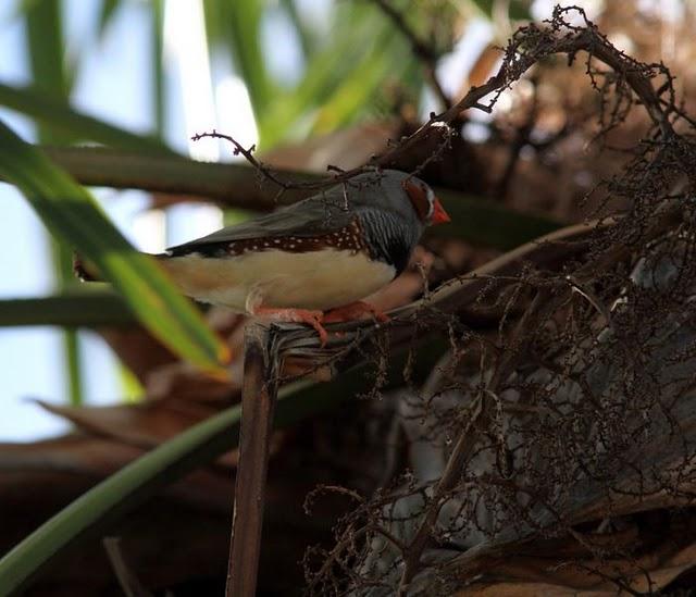 DIAMANTE MANDARIN-TAENIOPYGIA GUTTATATA