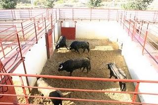 LOS TOROS DE JULIO DE LA PUERTA PARA EL PRÓXIMO VIERNES, YA ESTÁN EN LOS CORRALES DE LOS DONCELES