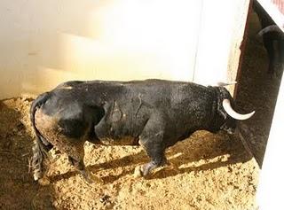 LOS TOROS DE JULIO DE LA PUERTA PARA EL PRÓXIMO VIERNES, YA ESTÁN EN LOS CORRALES DE LOS DONCELES