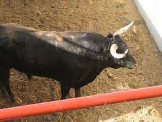 LOS TOROS DE JULIO DE LA PUERTA PARA EL PRÓXIMO VIERNES, YA ESTÁN EN LOS CORRALES DE LOS DONCELES