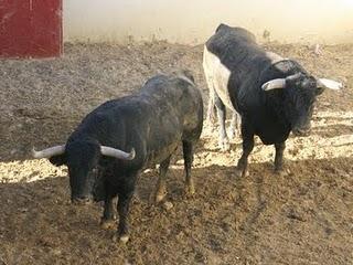 LOS TOROS DE JULIO DE LA PUERTA PARA EL PRÓXIMO VIERNES, YA ESTÁN EN LOS CORRALES DE LOS DONCELES