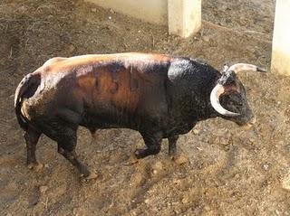 LOS TOROS DE JULIO DE LA PUERTA PARA EL PRÓXIMO VIERNES, YA ESTÁN EN LOS CORRALES DE LOS DONCELES