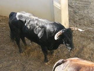 LOS TOROS DE JULIO DE LA PUERTA PARA EL PRÓXIMO VIERNES, YA ESTÁN EN LOS CORRALES DE LOS DONCELES