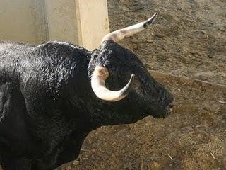 LOS TOROS DE JULIO DE LA PUERTA PARA EL PRÓXIMO VIERNES, YA ESTÁN EN LOS CORRALES DE LOS DONCELES