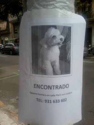 ENCONTRADA CANICHE HEMBRA EN C/ PARÍS CON CALABRIA (BARCELONA)