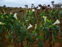 Sobre el estramonio,  la sociedad de la información y  los cretinos de toma y daca