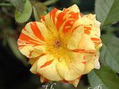 Rosas rayadas