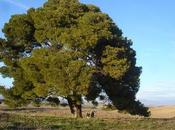 Árboles singulares Huesca Pino Gurrea Gállego