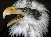 Águila
