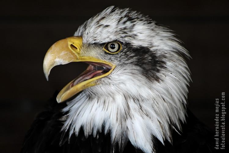 Detalle de cabeza de águila calva originaria de Estados Únidos y símbolo del país. Fotografía realizada en O Grove, Pontevedra, Galicia