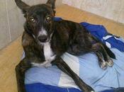 Hiena, perrita abandonada, atropellada salvada otro perro. URGENTE!!! (Jaén)