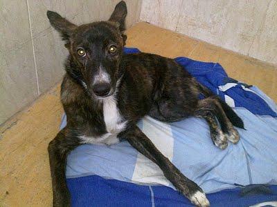 Hiena, perrita abandonada, atropellada y salvada por otro perro. URGENTE!!! (Jaén)