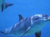 Animales inteligentes