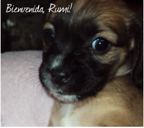 Bienvenida, Rumi
