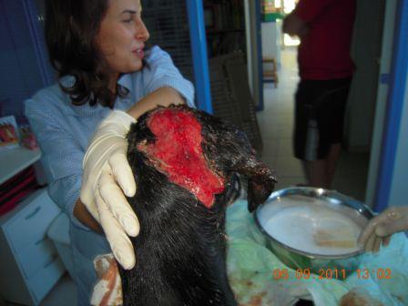 Otro ejemplo de lo que no pasa segun galgueros y cazadores