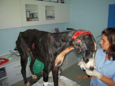 Otro ejemplo de lo que no pasa segun galgueros y cazadores