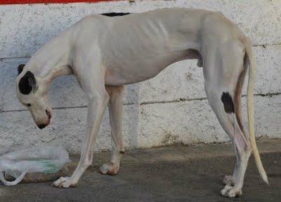 4 GALGOS ABANDONADOS UNA HEMBRA A PUNTO PARIR. PUERTO REAL (CADIZ)