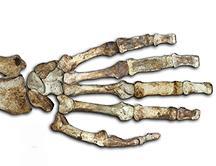 Australophitecus sediba, el nuevo ancestro del hombre moderno