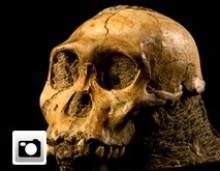 Australophitecus sediba Australophitecus sediba