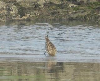 Otros limícolas en Bañugues