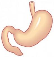 MITOS ALIMENTARIOS II: comer fruta después de la comida engorda