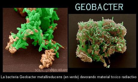 geobacter Geobacteria que genera electricidad limpiando residuos nucleares