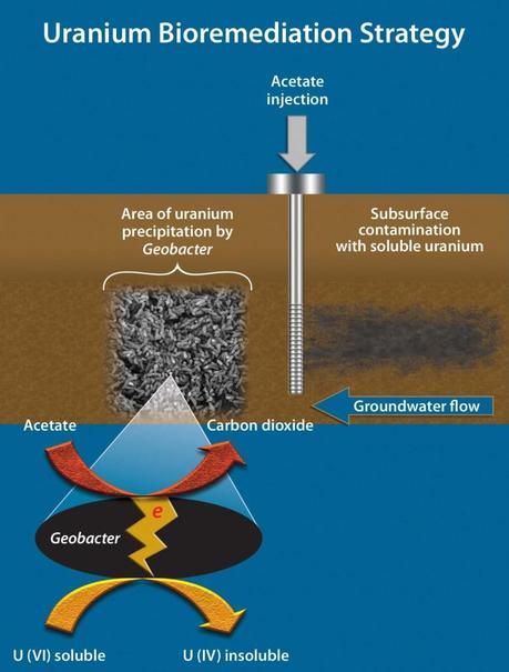 Uranium Geobacter Geobacteria que genera electricidad limpiando residuos nucleares