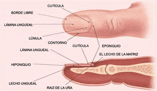 Hablemos de... Anatomia de las uñas.