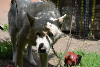 PHOENIX, cruce de nórdico en peligro en Asturias. URGENTE CASA DE ACOGIDA O ADOPCION!!