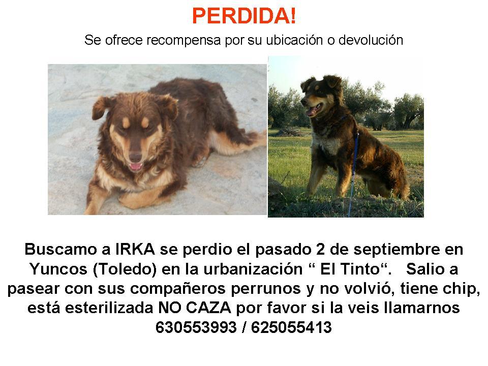 HA SIDO VISTA AYUDAR: PERDIDA! Irka perrita adoptada. perdida en YUNCOS- Toledo-
