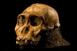 Nuevos fósiles plantean dudas sobre la evolución humana
