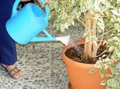 Riego Plantas Interior