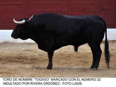 FERIA TAURINA DE BELMEZ