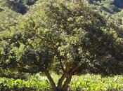 Profesionales perennes caducos