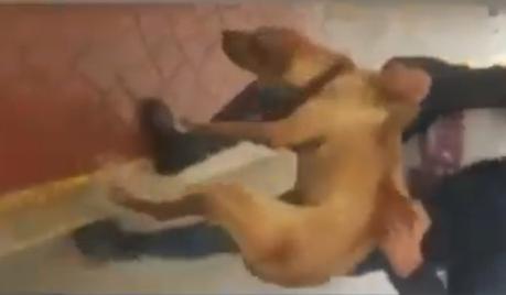 (Video) Lanza perrito a arroyo en Rayón y ya lo buscan para hacer justicia