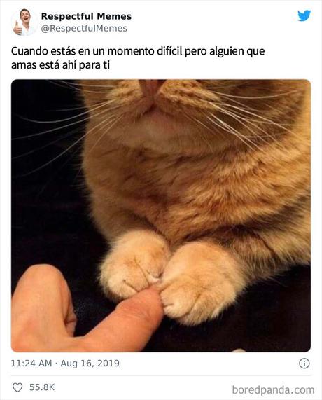 Esta cuenta de Twitter recoge sólo los memes más respetables, aquí están 20 de los mejores