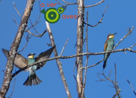 De vacaciones, pero sin dejar de pajarear