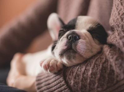 remedios caseros para la diarrea en perros