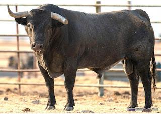 RESES DE VICTORINO MARTÍN RESEÑADAS PARA PRIEGO