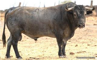 RESES DE VICTORINO MARTÍN RESEÑADAS PARA PRIEGO