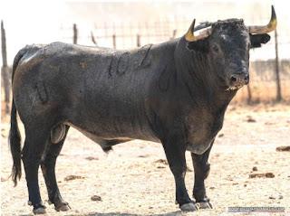 RESES DE VICTORINO MARTÍN RESEÑADAS PARA PRIEGO