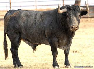 RESES DE VICTORINO MARTÍN RESEÑADAS PARA PRIEGO