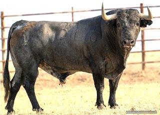 RESES DE VICTORINO MARTÍN RESEÑADAS PARA PRIEGO